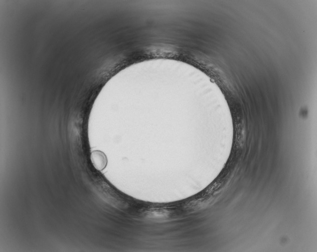 X0000116560263201001211229