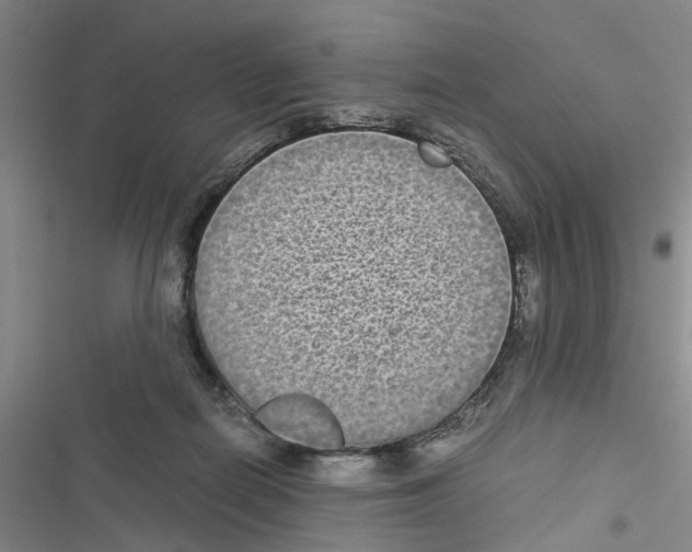 X0000116560266201001211229