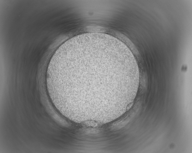 X0000116560433201001211226