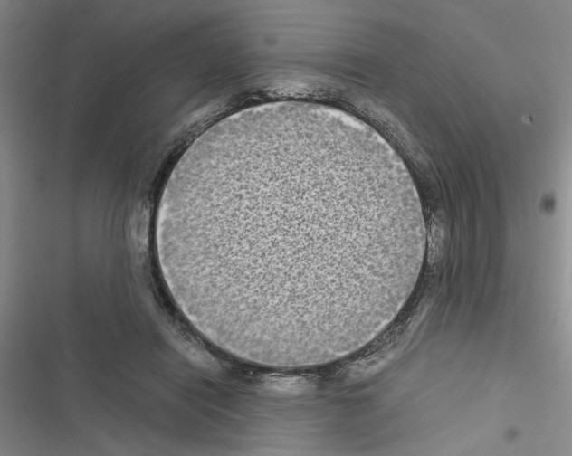 X0000116560454201001211226