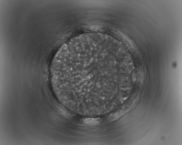 X0000116560465201001211226