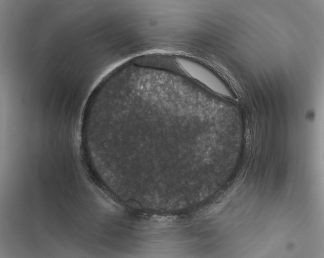 X0000116560484201001211226