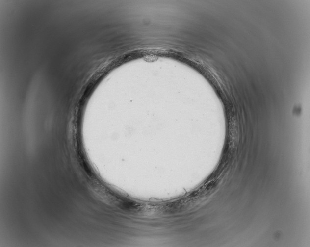 X0000116560495201001211226