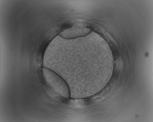X0000116560517201001211225