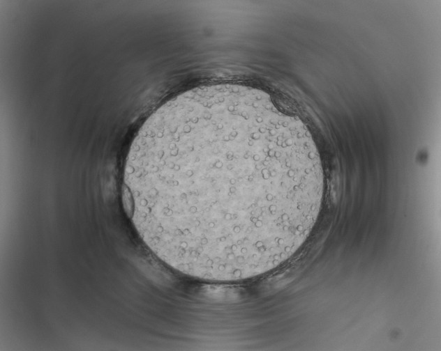 X0000116560520201001211225
