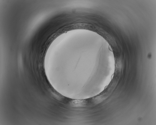 X0000116560526201001211225
