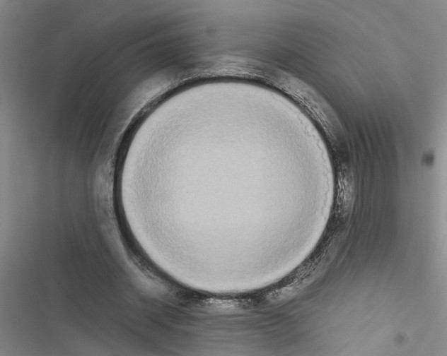 X0000116560534201001211225