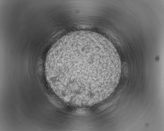 X0000116560550201001211225