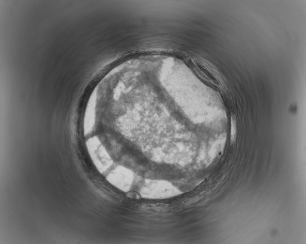 X0000116560627201001211223