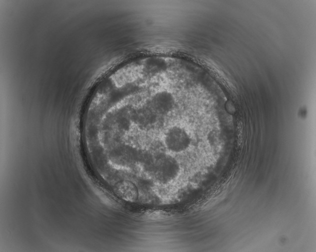 X0000116560634201001211223