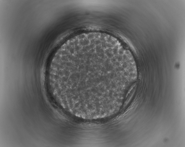 X0000116560722201001211222