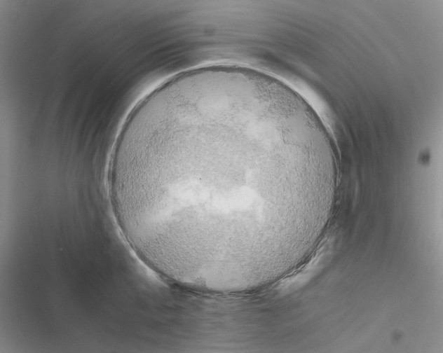 X0000116560807201001211221