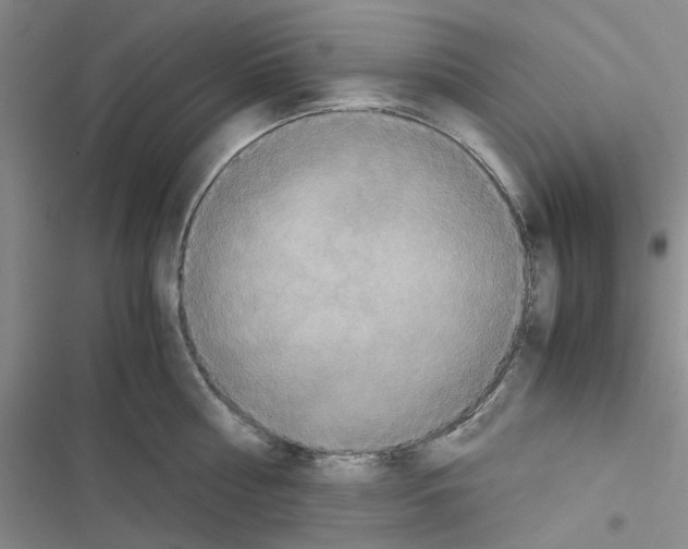 X0000116560810201001211221