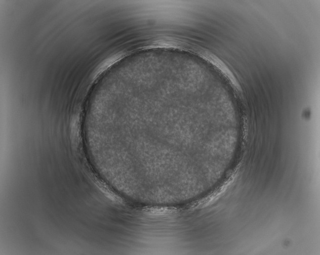 X0000116560826201001211221