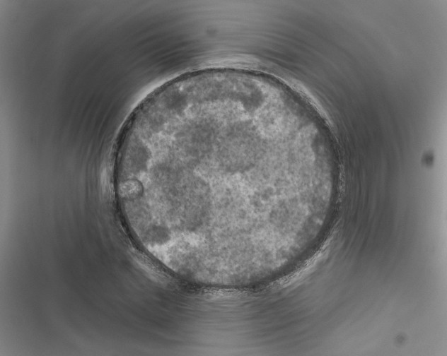 X0000116560830201001211221