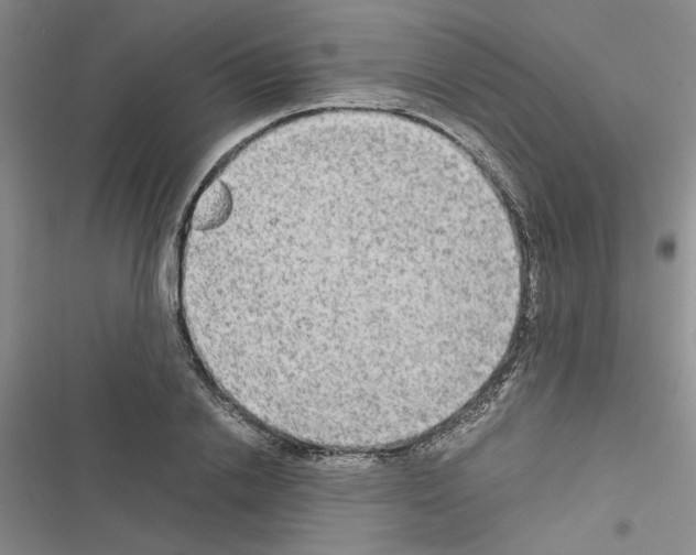 X0000116560838201001211221