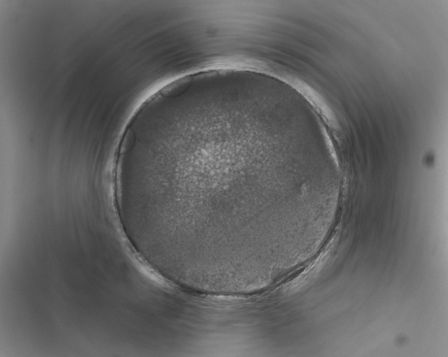 X0000116560854201001211221