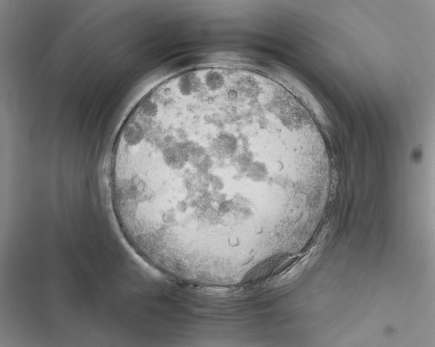 X0000116560855201001211221
