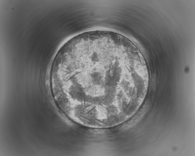 X0000116560862201001211221