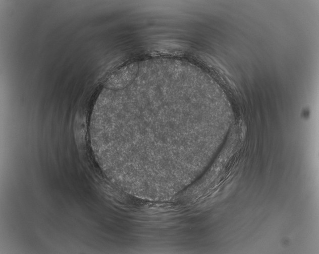 X0000116560915201001211219