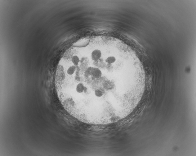 X0000116560917201001211219