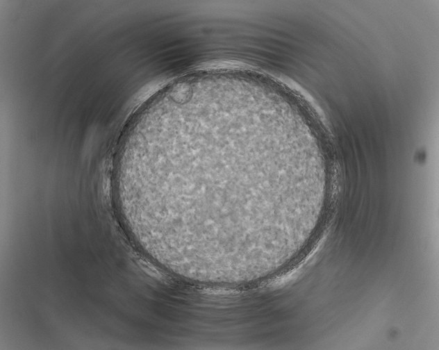 X0000116560921201001211219