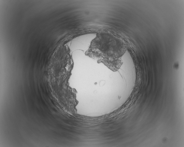 X0000116560964201001211219