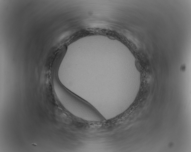 X0000116560965201001211219