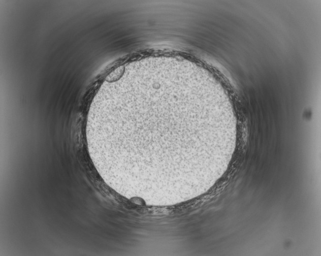 X0000116560968201001211219