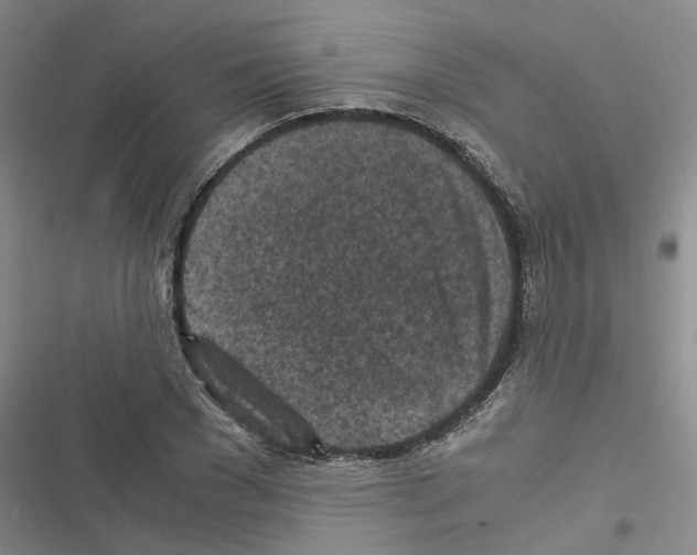 X0000116560977201001211219