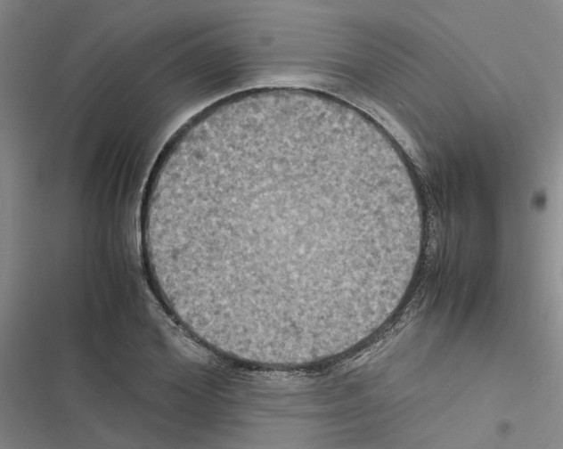 X0000116560980201001211219