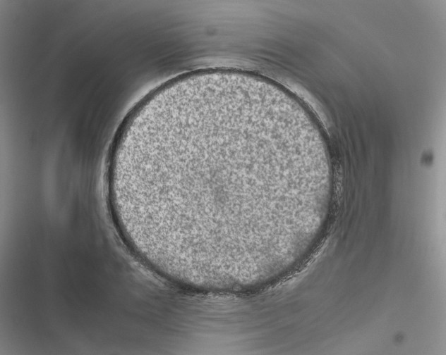 X0000116560983201001211219