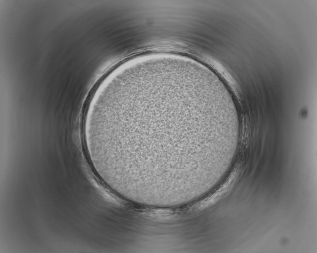 X0000116560986201001211219