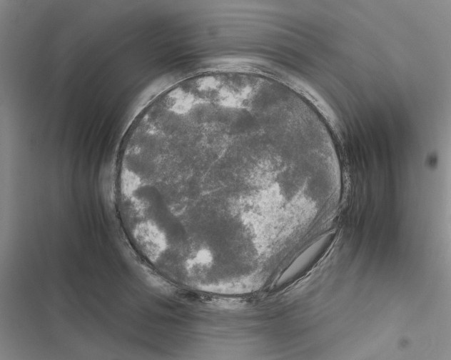 X0000116560994201001211219