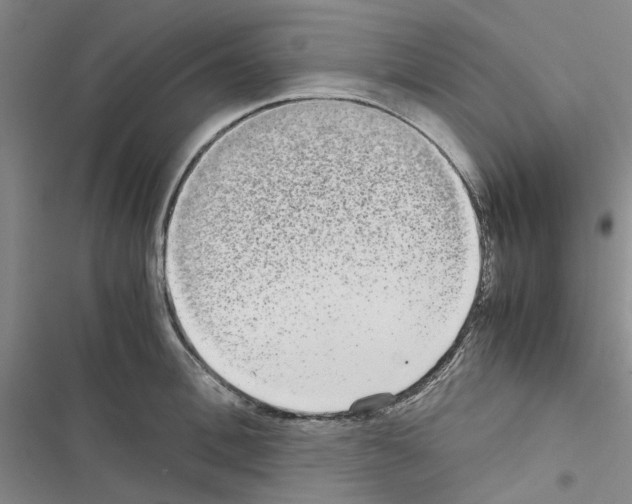 X0000116560996201001211219