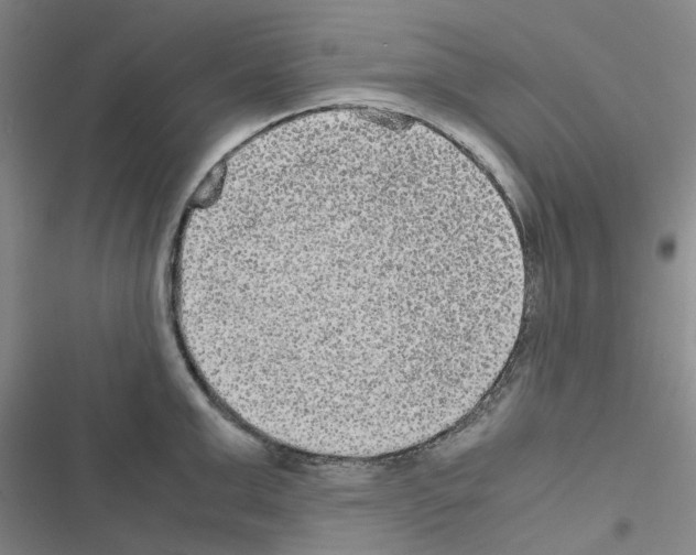 X0000116560999201001211219