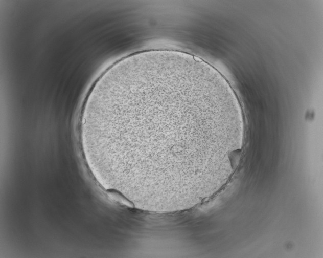 X0000116561008201001211219