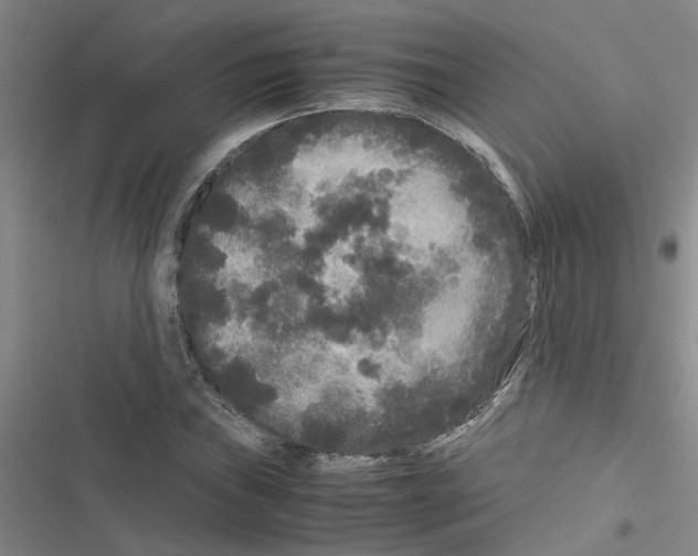 X0000116561019201001211218