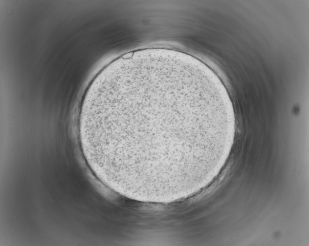 X0000116561054201001211219