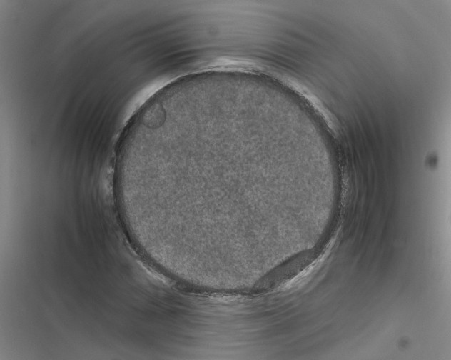X0000116561066201001211218
