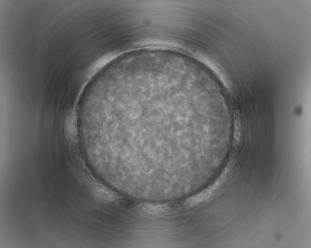 X0000116561074201001211218