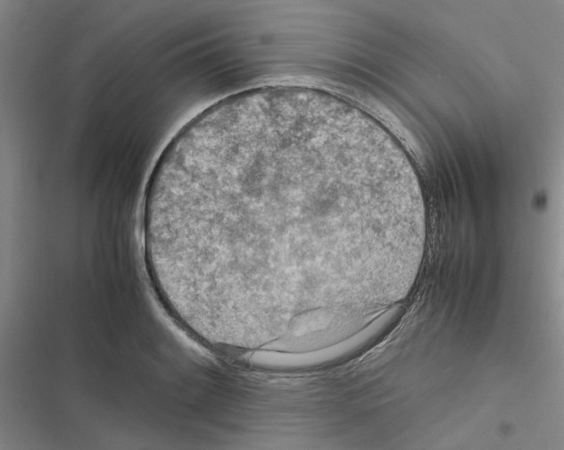X0000116561084201001211218
