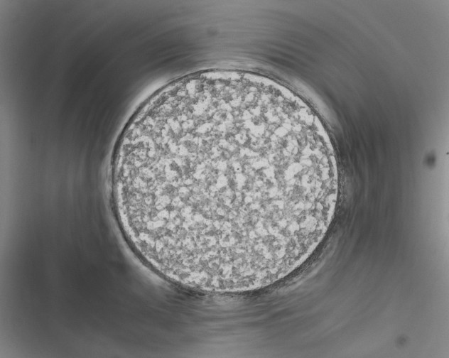 X0000116561095201001211217