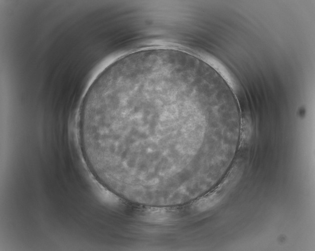 X0000116561098201001211217