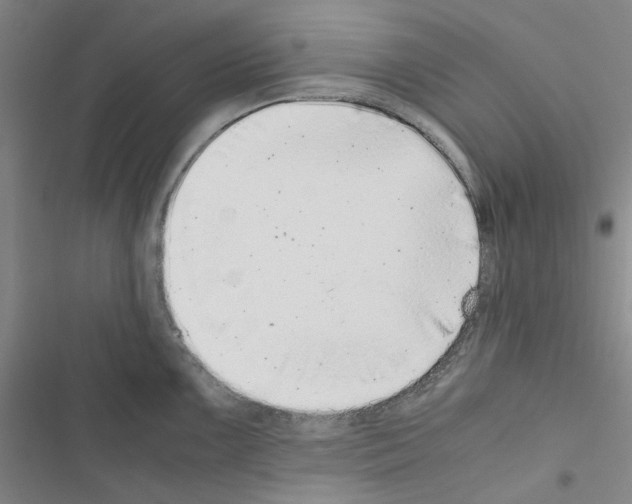 X0000116561099201001211217