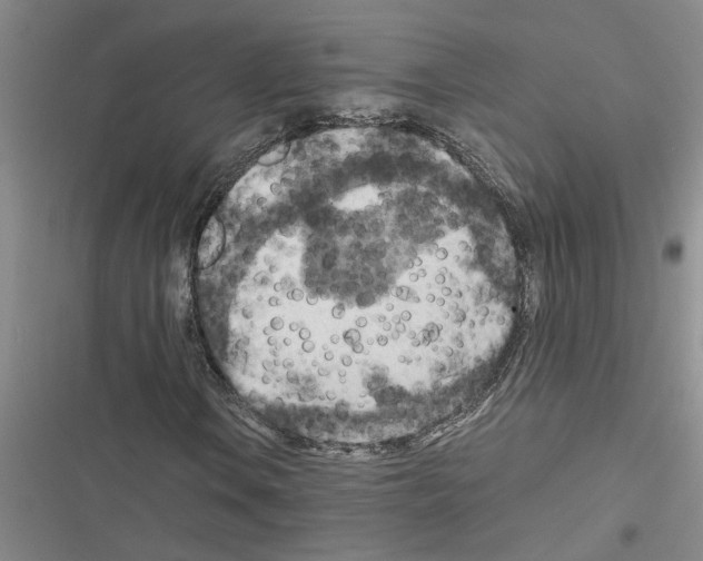 X0000116561106201001211217