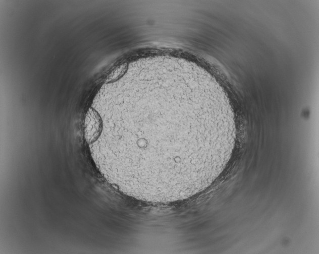 X0000116561110201001211217