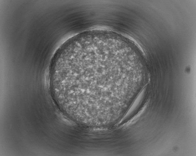 X0000116561117201001211217