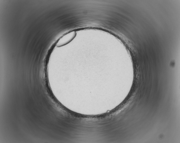 X0000116561118201001211217
