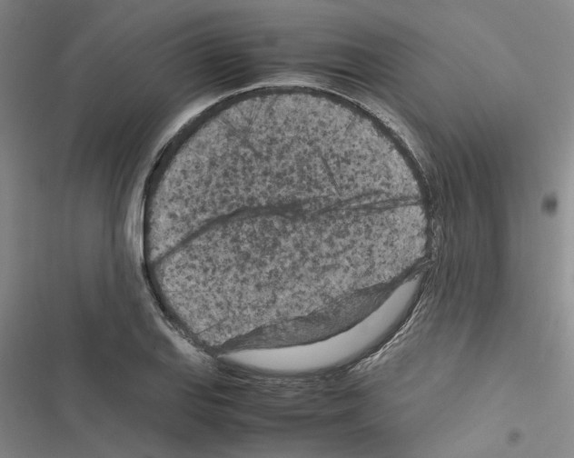 X0000116561127201001211217